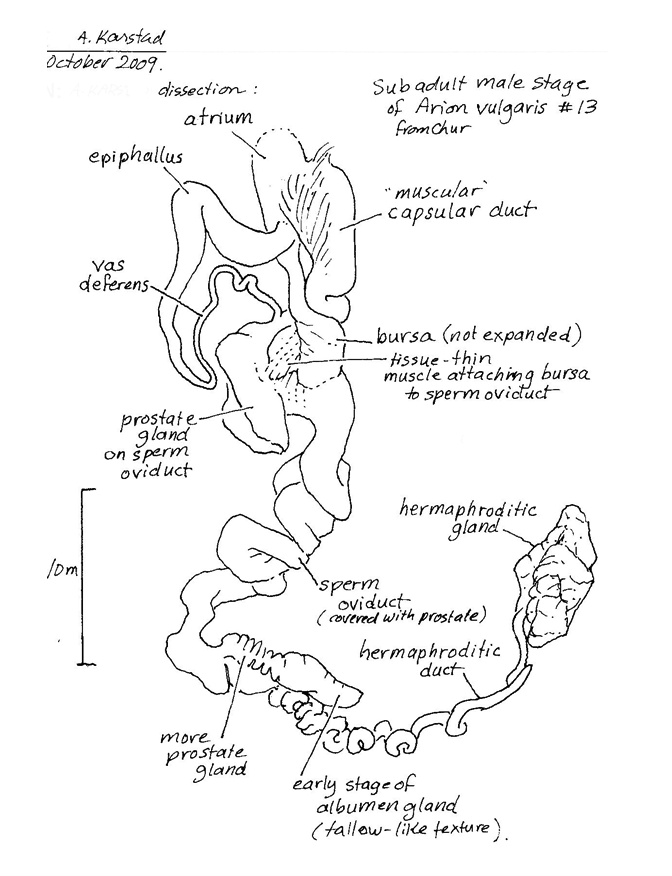 [Arion vulgaris genetalia sketched by Aleta Karstad]